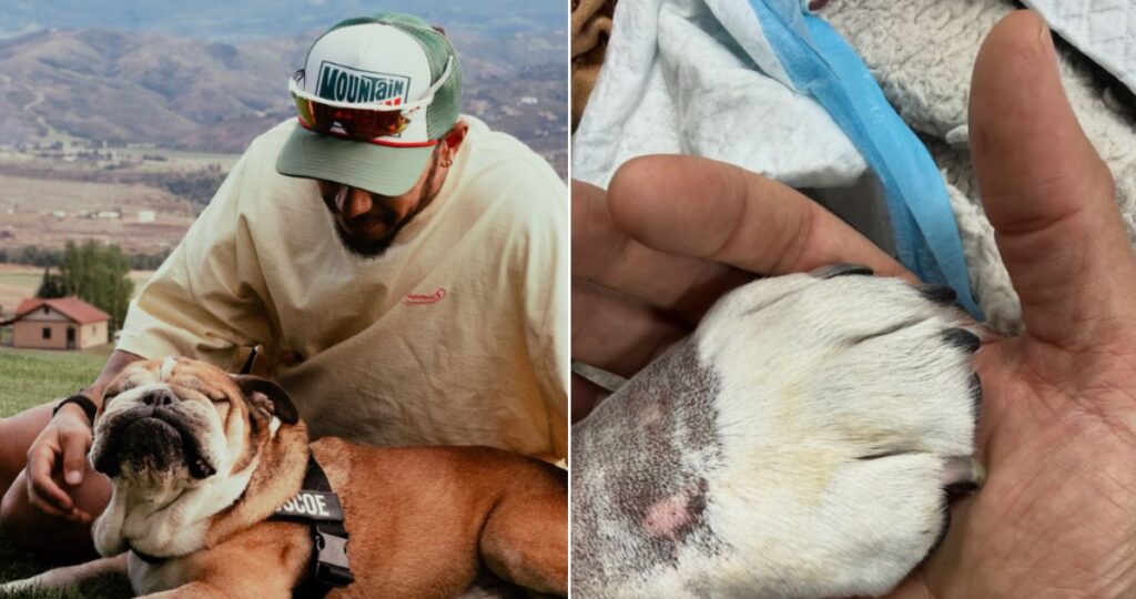 Lewis Hamilton rompe en lágrimas al confirmar el fallecimiento de su mascota Roscoe en sus brazos: “Nunca dejó de luchar”