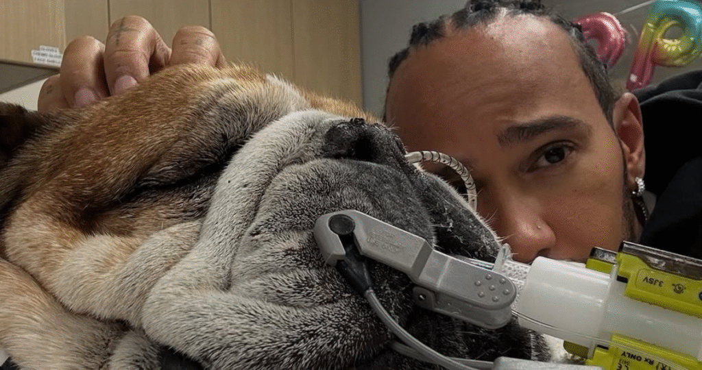 La salud de la mascota de Hamilton empeora y el piloto se ausenta de Ferrari para acompañarla