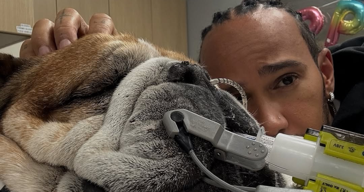 La salud de la mascota de Hamilton empeora y el piloto se ausenta de Ferrari para acompañarla