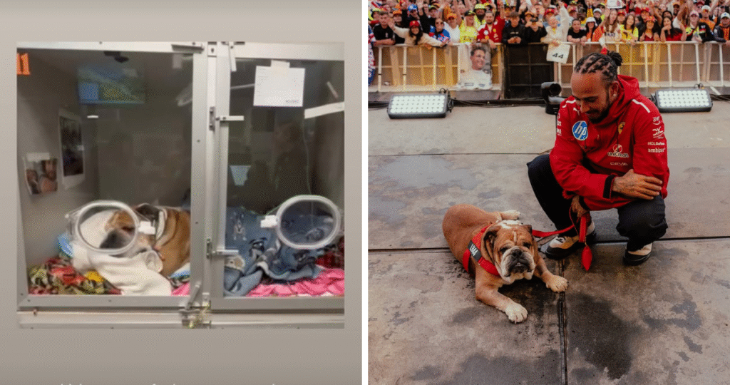 El impactante estado de salud de la mascota de Lewis Hamilton conmueve a la Fórmula 1: ”Roscoe en nuestros pensamientos”