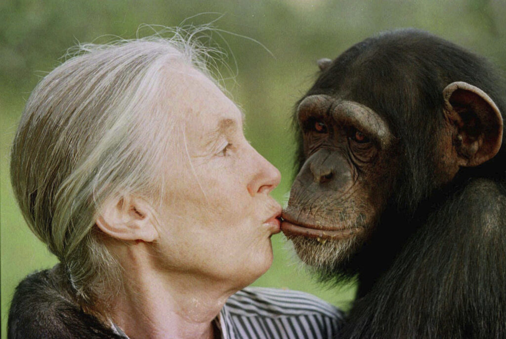 Cómo Jane Goodall influyó en varias generaciones en África en ciencia y conservación