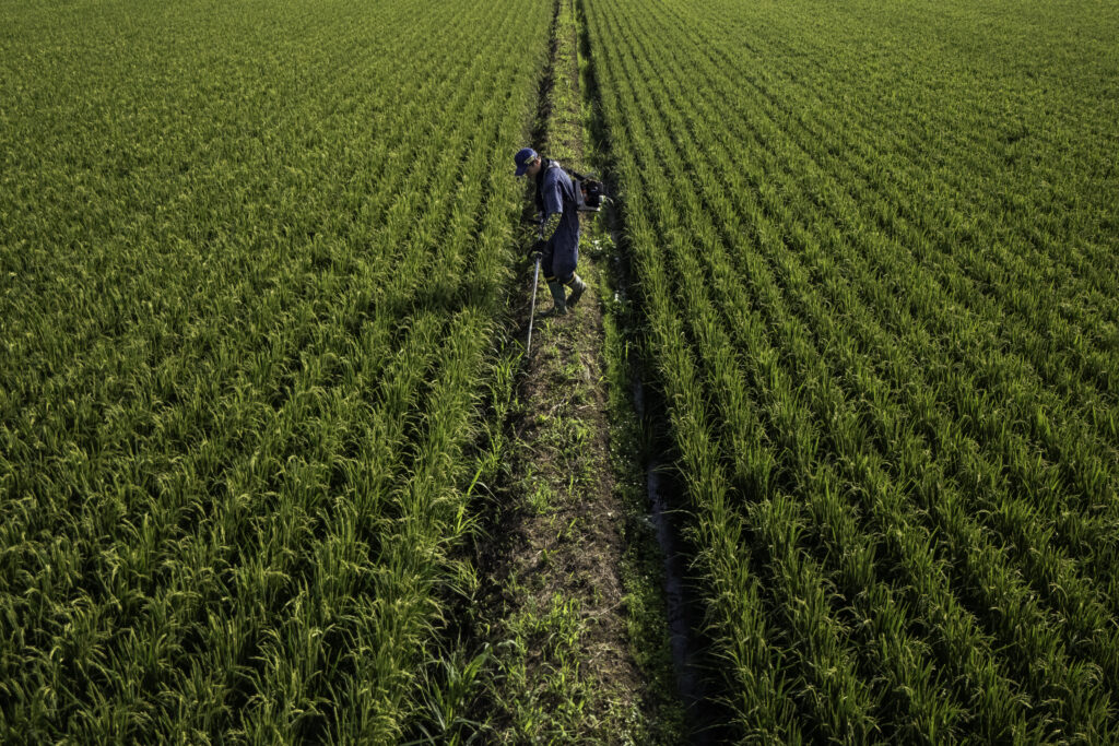 La crisis del arroz en Japón impulsa demandas de cambio de política mientras se espera la votación del LDP